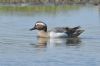 Garganey at Bowers Marsh (RSPB) (Graham Oakes) (52887 bytes)