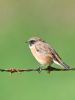 Stonechat at Bowers Marsh (RSPB) (Graham Oakes) (45135 bytes)