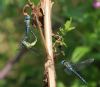Southern Migrant Hawker at Gunners Park (Andrew Armstrong) (63429 bytes) Southern Migrant Hawker at Gunners Park (Andrew Armstrong) (63429 bytes)