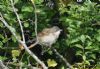 Whitethroat at Benfleet Downs (Richard Howard) (98080 bytes)