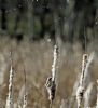 Penduline Tit at Magnolia NR, Hawkwell (Vince Kinsler) (84949 bytes)