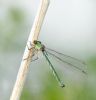 Willow Emerald Damselfly at Bowers Marsh (RSPB) (Graham Oakes) (44698 bytes) Willow Emerald Damselfly at Bowers Marsh (RSPB) (Graham Oakes) (44698 bytes)