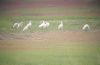 Spoonbill at Wallasea Island (RSPB) (Paul Griggs) (36648 bytes) Spoonbill at Wallasea Island (RSPB) (Paul Griggs) (36648 bytes)