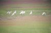 Spoonbill at Wallasea Island (RSPB) (Paul Griggs) (36648 bytes)