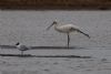 Spoonbill at Wallasea Island (RSPB) (Jeff Delve) (46530 bytes)