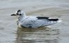 Little Gull at Canvey Point (Graham Oakes) (58176 bytes)