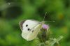 Large White at Gunners Park (Richard Howard) (35532 bytes)