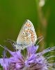 Brown Argus at Bowers Marsh (RSPB) (Graham Oakes) (71584 bytes)