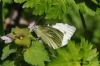 Green-veined White at Two Tree Island (East) (Richard Howard) (102970 bytes)