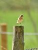 Whinchat at Fleet Head (Graham Oakes) (50433 bytes)