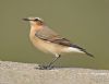 Wheatear at Tewkes Creek (Graham Oakes) (50309 bytes)