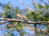 Spotted Flycatcher at Gunners Park (Paul Griggs) (60429 bytes) Spotted Flycatcher at Gunners Park (Paul Griggs) (60429 bytes)