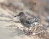 Purple Sandpiper at Gunners Park (Andrew Armstrong) (61414 bytes) Purple Sandpiper at Gunners Park (Andrew Armstrong) (61414 bytes)