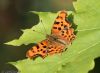 Comma at Canewdon (Jeff Delve) (60399 bytes)