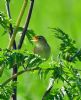 Grasshopper Warbler at Bowers Marsh (RSPB) (Graham Oakes) (48812 bytes)