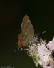 White-letter Hairstreak at Benfleet Downs (Jeff Delve) (52920 bytes) White-letter Hairstreak at Benfleet Downs (Jeff Delve) (52920 bytes)