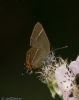 White-letter Hairstreak at Benfleet Downs (Jeff Delve) (52920 bytes)