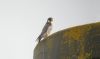 Peregrine Falcon at Rochford (Steve Arlow) (34020 bytes) Peregrine Falcon at Rochford (Steve Arlow) (34020 bytes)