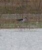 Black-winged Stilt at Bowers Marsh (RSPB) (Jeff Delve) (42999 bytes) Black-winged Stilt at Bowers Marsh (RSPB) (Jeff Delve) (42999 bytes)