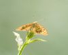 Silver-washed Fritillary at Belfairs N.R. (Andrew Armstrong) (36420 bytes)