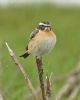 Whinchat at Bowers Marsh (RSPB) (Graham Oakes) (65067 bytes)