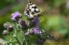 Marbled White at Shipwright's Wood (Richard Howard) (77927 bytes)