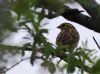 Yellowhammer at Bowers Marsh (RSPB) (Tim Bourne) (53659 bytes)