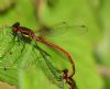 Large Red Damselfly at Bowers Marsh (RSPB) (Graham Oakes) (65324 bytes) Large Red Damselfly at Bowers Marsh (RSPB) (Graham Oakes) (65324 bytes)