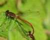 Large Red Damselfly at Bowers Marsh (RSPB) (Graham Oakes) (65324 bytes)