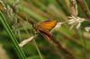 Essex Skipper at Benfleet Downs (Richard Howard) (53875 bytes)