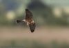 Red-footed Falcon at Vange Marsh (RSPB) (Jeff Delve) (29209 bytes) Red-footed Falcon at Vange Marsh (RSPB) (Jeff Delve) (29209 bytes)