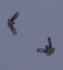 Hen Harrier at Wallasea Island (RSPB) (Jeff Delve) (25117 bytes)