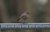 Black Redstart at Wallasea Island (RSPB) (Jeff Delve) (27992 bytes) Black Redstart at Wallasea Island (RSPB) (Jeff Delve) (27992 bytes)