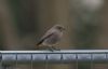 Black Redstart at Wallasea Island (RSPB) (Jeff Delve) (27992 bytes)