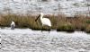 Spoonbill at Private site with no public access (Sally Brierley) (93960 bytes) Spoonbill at Private site with no public access (Sally Brierley) (93960 bytes)