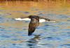 Black-throated Diver at Gunners Park (Graham Oakes) (83642 bytes) Black-throated Diver at Gunners Park (Graham Oakes) (83642 bytes)