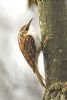 Treecreeper at Thundersley Glen (Graham Oakes) (73436 bytes)