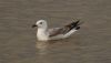 Caspian Gull at Hullbridge (Steve Arlow) (34574 bytes)