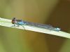 Small Red-eyed Damselfly at Bowers Marsh (RSPB) (Graham Oakes) (37388 bytes)