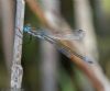 Scarce Emerald Damselfly at Wallasea Island (RSPB) (Jeff Delve) (50261 bytes)