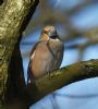 Hawfinch at West Wood (Graham Oakes) (64664 bytes)