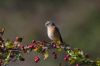 Redstart at Gunners Park (Jeff Delve) (42953 bytes)