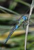 Southern Migrant Hawker at Canvey Way (Jeff Delve) (50943 bytes) Southern Migrant Hawker at Canvey Way (Jeff Delve) (50943 bytes)