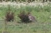 Stone Curlew at Bowers Marsh (RSPB) (Jeff Delve) (101262 bytes)