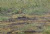 Grey-headed Wagtail at West Canvey Marsh (RSPB) (Jeff Delve) (92341 bytes) Grey-headed Wagtail at West Canvey Marsh (RSPB) (Jeff Delve) (92341 bytes)