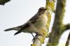 Pied Flycatcher at Gunners Park (Richard Howard) (51050 bytes)