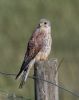 Kestrel at Wallasea Island (RSPB) (Jeff Delve) (51486 bytes)