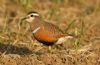 Dotterel at Wallasea Island (RSPB) (Steve Arlow) (185681 bytes)