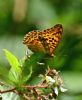 Silver-washed Fritillary at Belfairs Woods (Graham Oakes) (62958 bytes) Silver-washed Fritillary at Belfairs Woods (Graham Oakes) (62958 bytes)