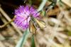 Essex Skipper at Two Tree Island (Richard Howard) (105940 bytes)